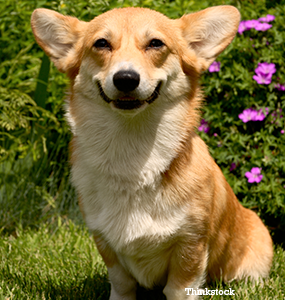 corgi