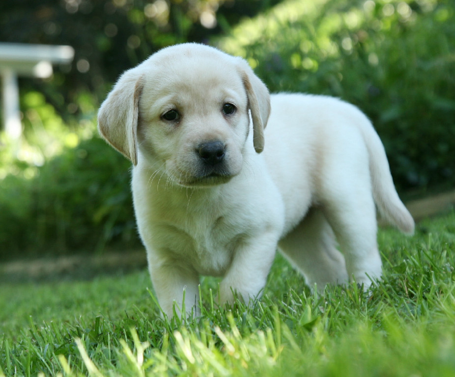 labrador