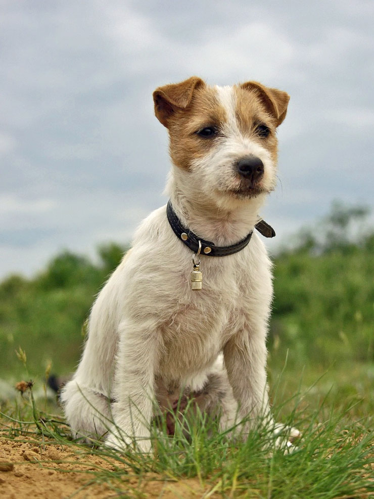 jack russel