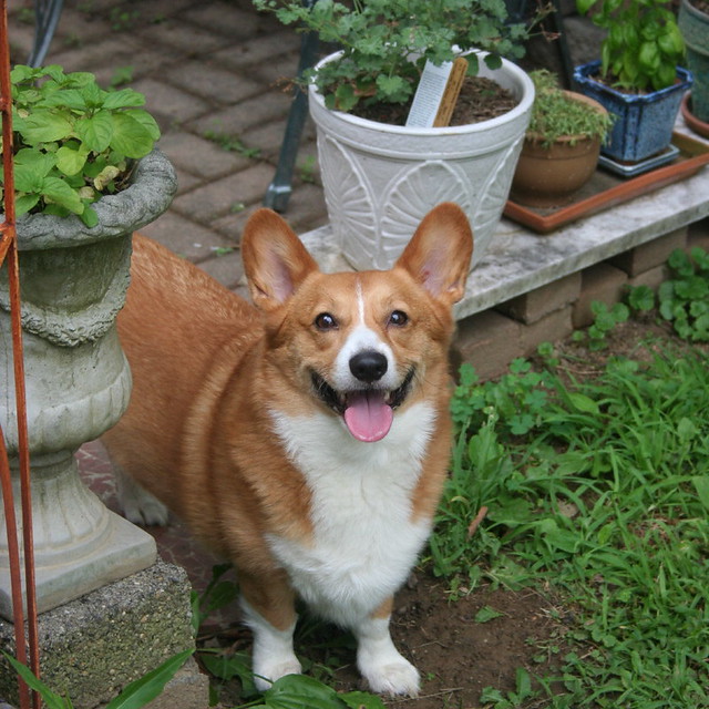 corgi-adopt