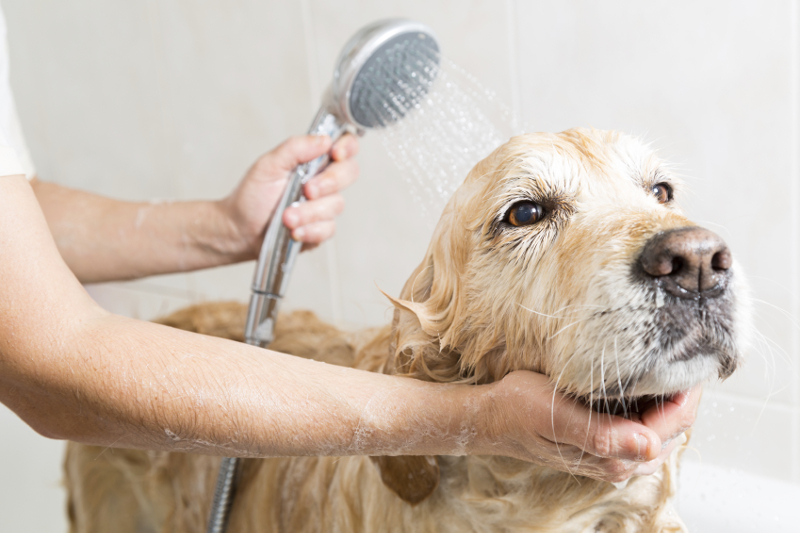 Dog bathing