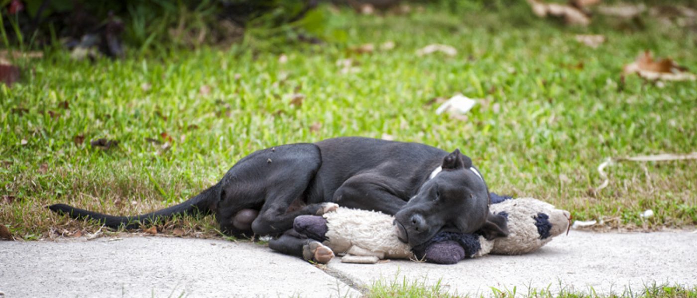 dog sleeping with a toy